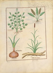 رسم توضيحي من كتاب الأدوية البسيطة بواسطة Mattheaus Platearius 137r بواسطة Robinet Testard